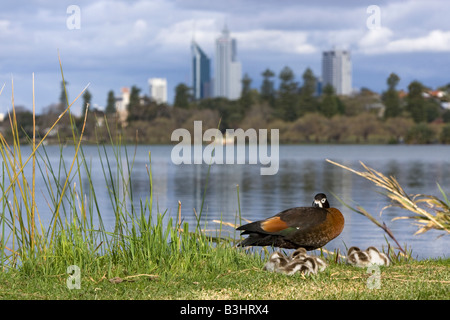 Une femelle tadorne casarca Tadorna tadornoides australienne () et ses poussins à côté du lac Monger avec les gratte-ciel de Perth la distance. Banque D'Images