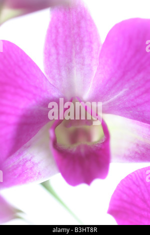 Orchidée dendrobium antilope, Banque D'Images