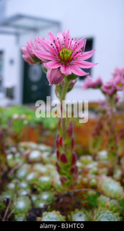 Sempervivum tectorum, hen-et-poulets, house-poireau, houseleek, common houseleek Banque D'Images