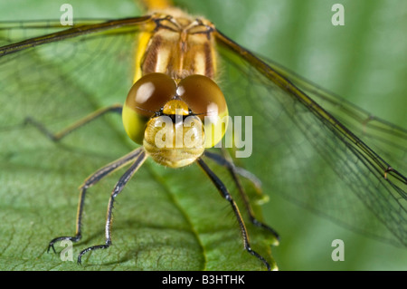 Libellule sympetrum stiolatum dard commune reposant sur une feuille. Banque D'Images