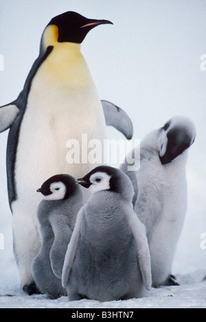 Aptenodytes forsteri manchot empereur avec trois poussins Antarctique Novembre Banque D'Images