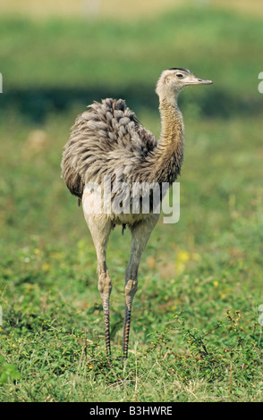 American Rhea Rhea americana des profils Pantanal Brésil Amérique du Sud Banque D'Images