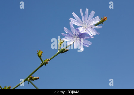 Fleur de chicorée sauvage sous le ciel bleu d'été Banque D'Images