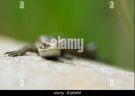 Zootoca vivipara. Lézard commun Banque D'Images