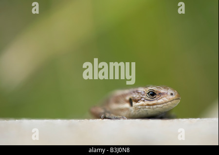 Zootoca vivipara. Lézard commun Banque D'Images
