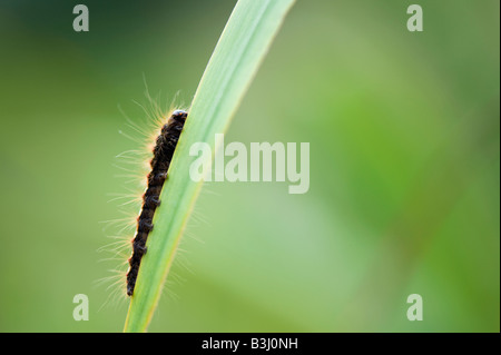 Acronicta rumicis. Noeud papillon herbe Caterpillar Banque D'Images