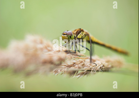 Sympetrum striolatum. Libellule dard commun Banque D'Images