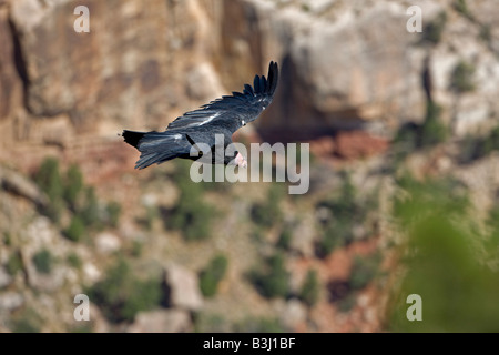 Condor de Californie (Gymnogyps californianus) planeur plus Grand Canyon - Arizona - USA - espèces Banque D'Images