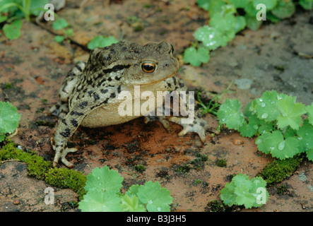 Toad Bufo bufo et ladys mantle Alchemilla mollis plants in garden Banque D'Images