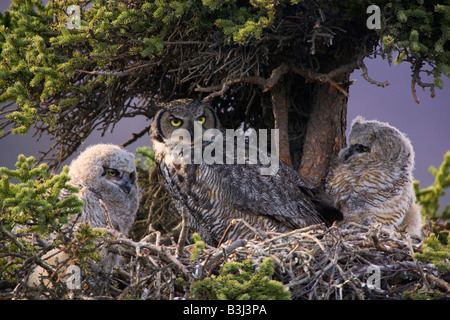 Grand Duc nid Parc National Denali en Alaska Banque D'Images