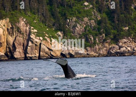 Baleine à bosse Kenai Fjords National Park près de Seward Alaska Banque D'Images