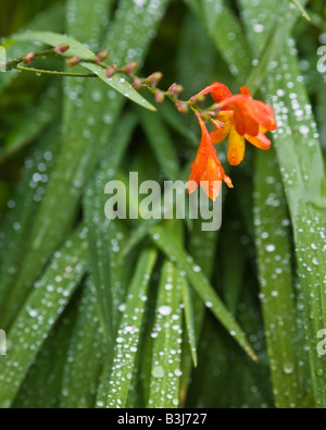 Crocosmia Orange fleur dans une douche de pluie au cours de l'été d'anglais. Banque D'Images