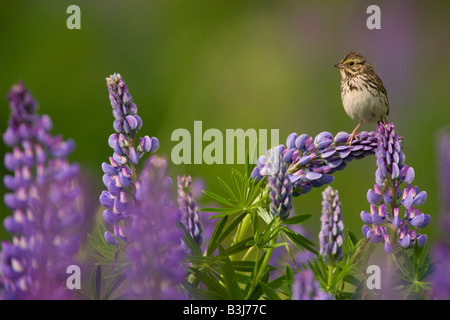 Bruant sur un lupin nootka près de la Forêt Nationale de Chugach ALASKA Seward Banque D'Images