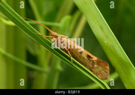 Caddis fly Limnephilus lunatus reposant sur des terres humides en lame reed Mid Wales. Banque D'Images