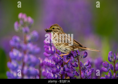 Bruant sur un lupin nootka près de la Forêt Nationale de Chugach ALASKA Seward Banque D'Images