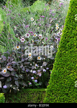 Et topiaires frontière fleur jardin hollandais east ruston Old Vicarage garden Norfolk Banque D'Images