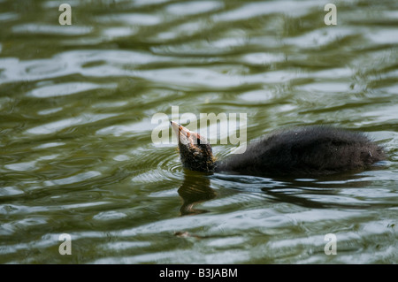 Les jeunes "poule d'eau Gallinula chloropus" mendier de la nourriture d'un parent. Banque D'Images