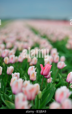 Une tulipe rose vif au milieu d'un champ de lumière tulipe tulipes roses en Hollande, Pays-Bas, Pays-Bas Banque D'Images