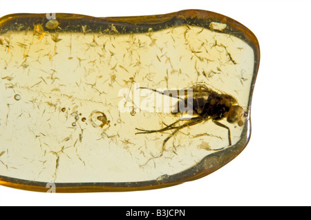 Fly préhistoriques conservés dans l'ambre baltique lituanienne Banque D'Images