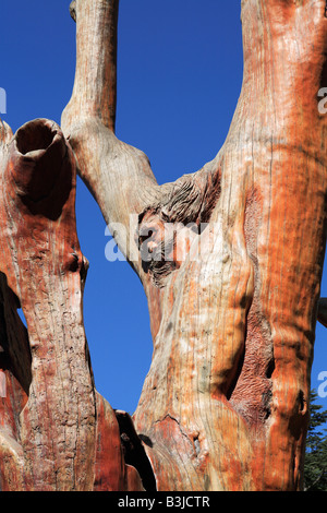 Lamartine Cedar avec visage de Jésus sculpté par artiste Rudy Rahme à Bcharré Vallée Qadisha Liban Banque D'Images