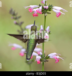 Un Ruby-Throated Hummingbird plane jusqu'à une rangée de fleurs nymphe de corail pour une boisson. Banque D'Images