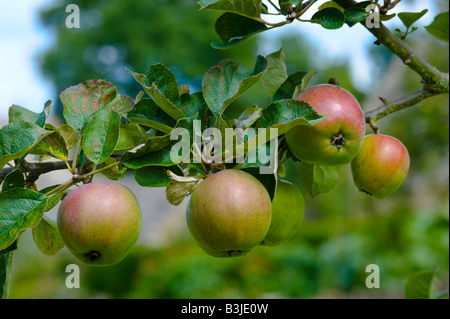 De plus en plus de pommes dans un verger. La variété est l'hiver, un vieux Pearmain cultivar Anglais Banque D'Images