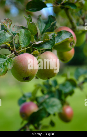 De plus en plus de pommes dans un verger. La variété est l'hiver, un vieux Pearmain cultivar Anglais Banque D'Images