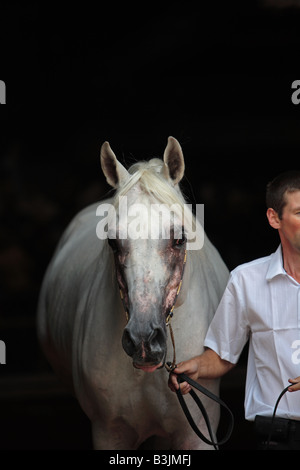Le cheval arabe gris Banque D'Images