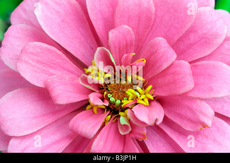 Fleur ROSE ZINNIA ELEGANS CLOSE UP Banque D'Images