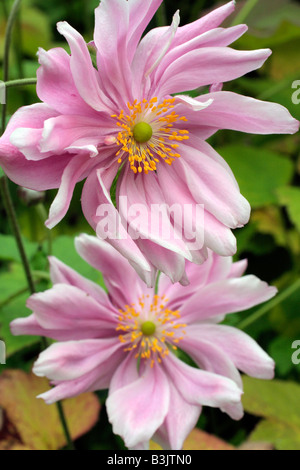 ANEMONE X HYBRIDA DAME GILMOUR Banque D'Images