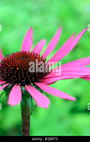 ECHINACEA PURPUREA FATAL ATTRACTION Banque D'Images