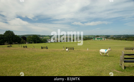 Cricket Tavistock Whitchurch Ring Down Dartmoor National Park Tavistock Devon, Angleterre Banque D'Images