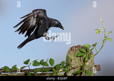 Corvus monedula choucas atterrissage sur ancienne porte Bedfordshire Potton Banque D'Images