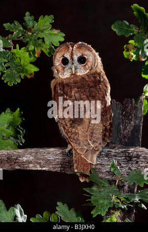 Chouette hulotte Strix Aluco enr. Perché sur vieille clôture Potton Bedfordshire Banque D'Images