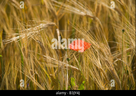 Un coquelicot dans un champ d'orge nr Panevezys Lithuanie Banque D'Images