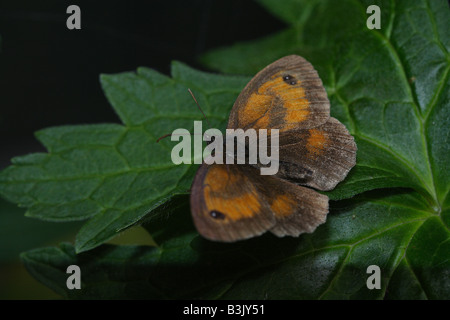 Papillon Gatekeeper reposant sur leaf Banque D'Images