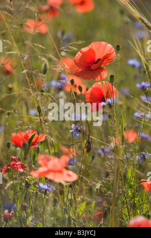 Coquelicots dans un champ d'orge nr Panevezys Lithuanie Banque D'Images