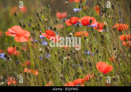 Coquelicots dans un champ d'orge nr Panevezys Lithuanie Banque D'Images