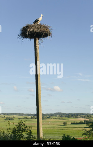 Des cigognes sur leur nid en haut d'un poteau près de Plateliai spécialement construit dans le Parc National de la Lituanie Éveil Banque D'Images