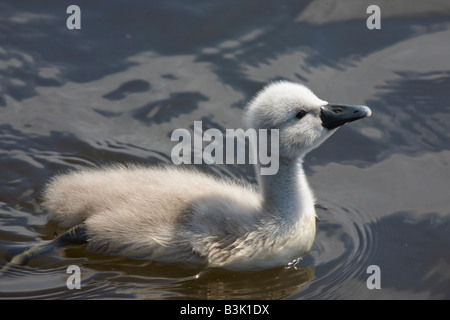 Cygnet Cygne tuberculé Cygnus olor Latin, près d'Ayr, Ecosse, Royaume-Uni Banque D'Images