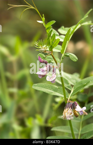 Bush Vetch Vicia sepium Banque D'Images