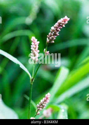 Chevalier arlequin Polygonum persicaria Banque D'Images