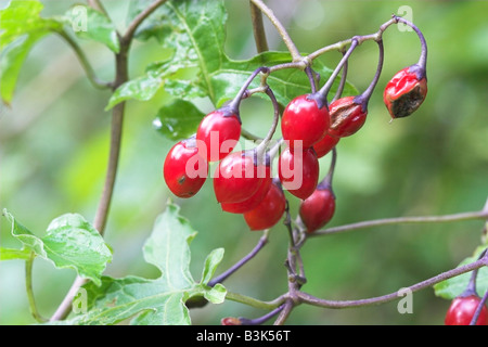 Bittersweet mûrs ou baies Solanum dulcamara Morelle Woody Banque D'Images