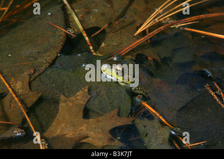 La grenouille verte (Rana clamitans) dans l'Est de l'étang USA par Photo Dembinsky Associates Banque D'Images