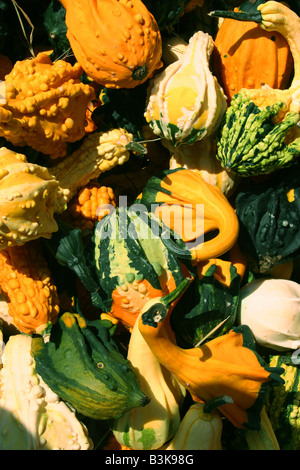 Variété de courges Banque D'Images