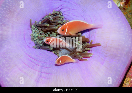 Poisson clown Amphiprion perideraion rose sur la moitié d'anémone fermé le Détroit de Lembeh Indonésie Sulawesi du Nord Banque D'Images