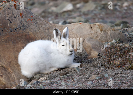 Un lièvre arctique (Lepus arcticus) se trouve derrière l'abri d'une roche dans le parc national Quttinirpaaq, sur l'île d'Ellesmere, au Nunavut, au Canada. Banque D'Images