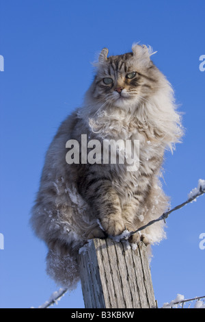 Highlander chat dans hiver neige sitting on fence post contre le ciel bleu Banque D'Images