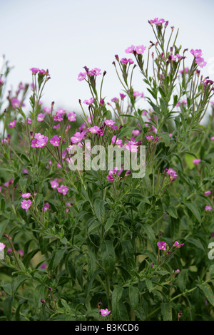 Grand Willowherb Epilobium hirsutum Onagraceae Banque D'Images