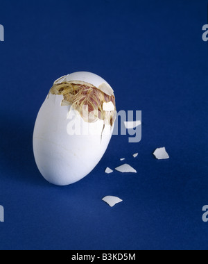 Dent d'ŒUFS D'INCUBATION DE POULET UTILISÉE POUR OUVRIR LA COQUILLE BRIS / STUDIO Banque D'Images